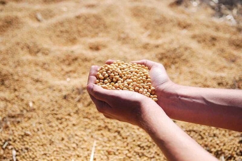 Soybeans Close Tuesday Strong: Key Insights and Market Trends